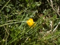 Trollblume